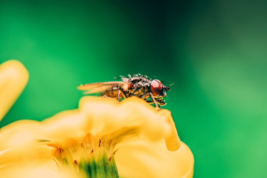 housefly on yellow flower