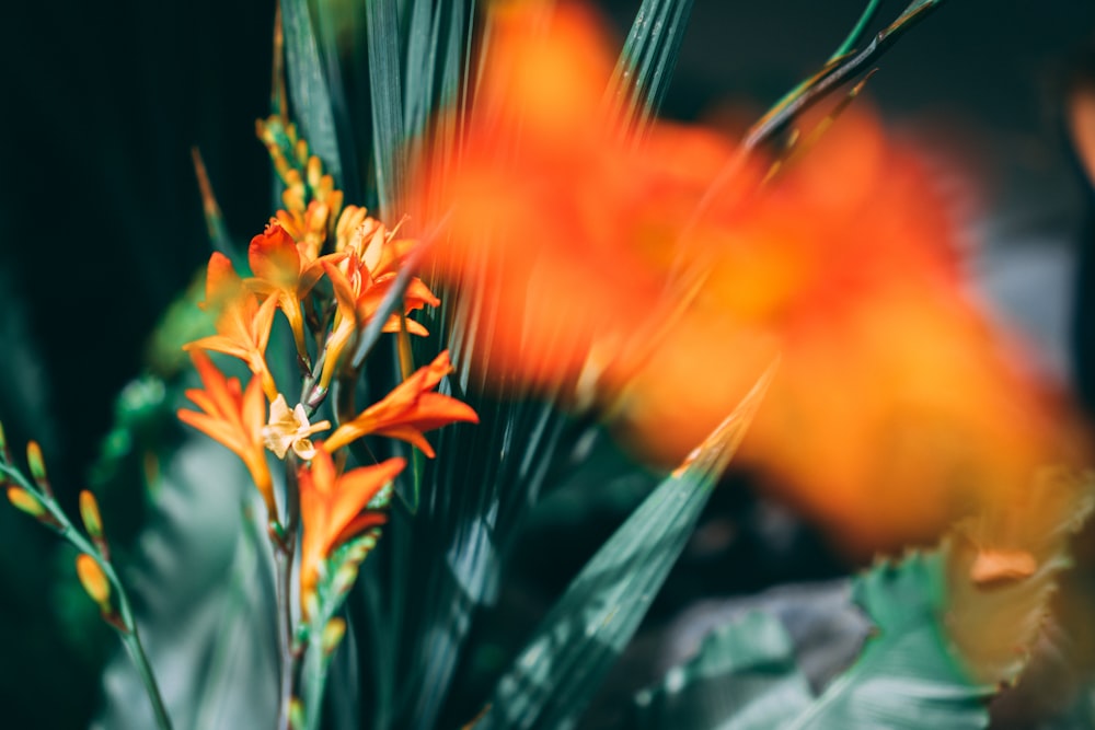 selective focus photography of orange flower