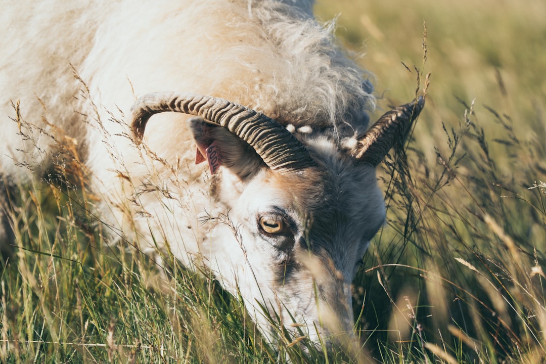 brown goat on grass field
