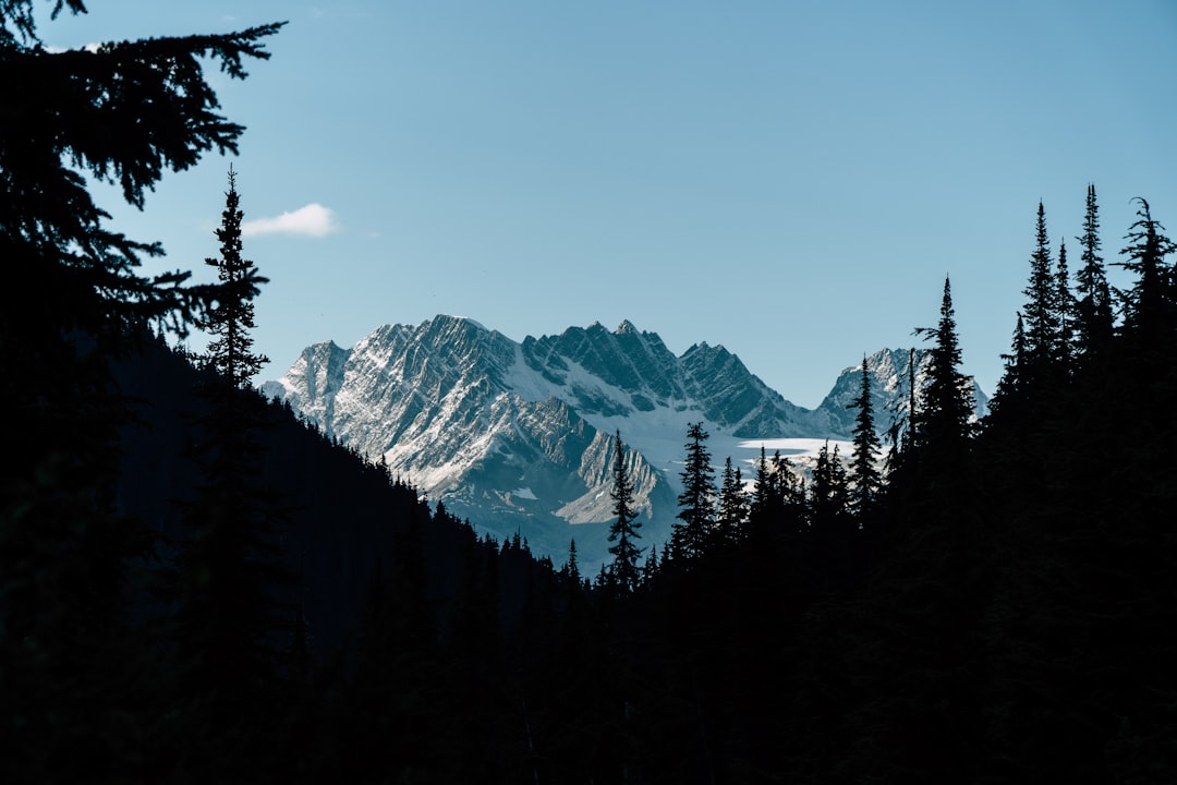 silhouette photography of pine trees '