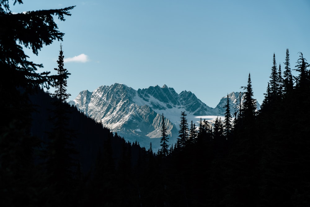 silhouette photography of pine trees '