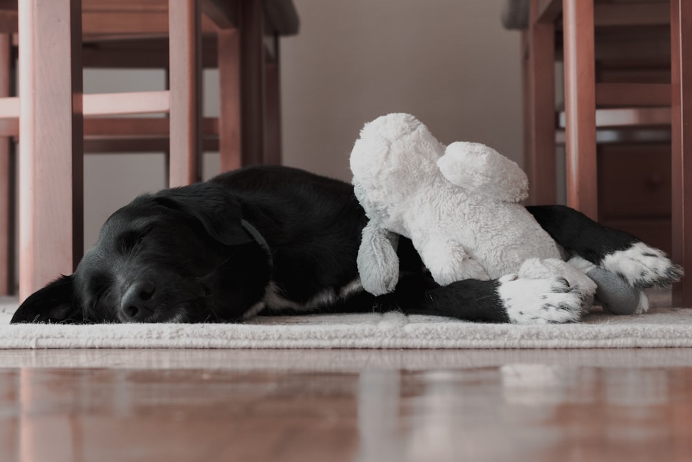 black Labrador retriever lying on area rug hugging plush toy