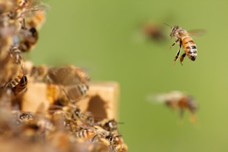 A close-up view of honeybees with one in mid-flight and others clustered together. The scene has a blurred green background.