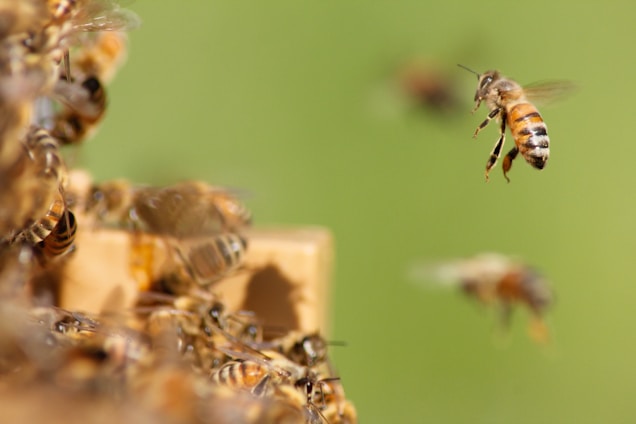 A close-up view of honeybees with one in mid-flight and others clustered together. The scene has a blurred green background.