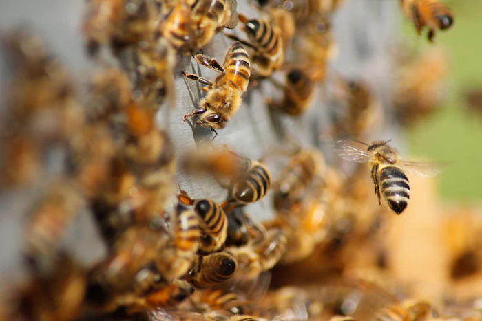 Swarm of bees around wooden beehives