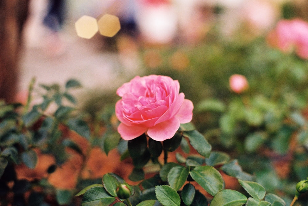 pink rose flower on selective focus photography