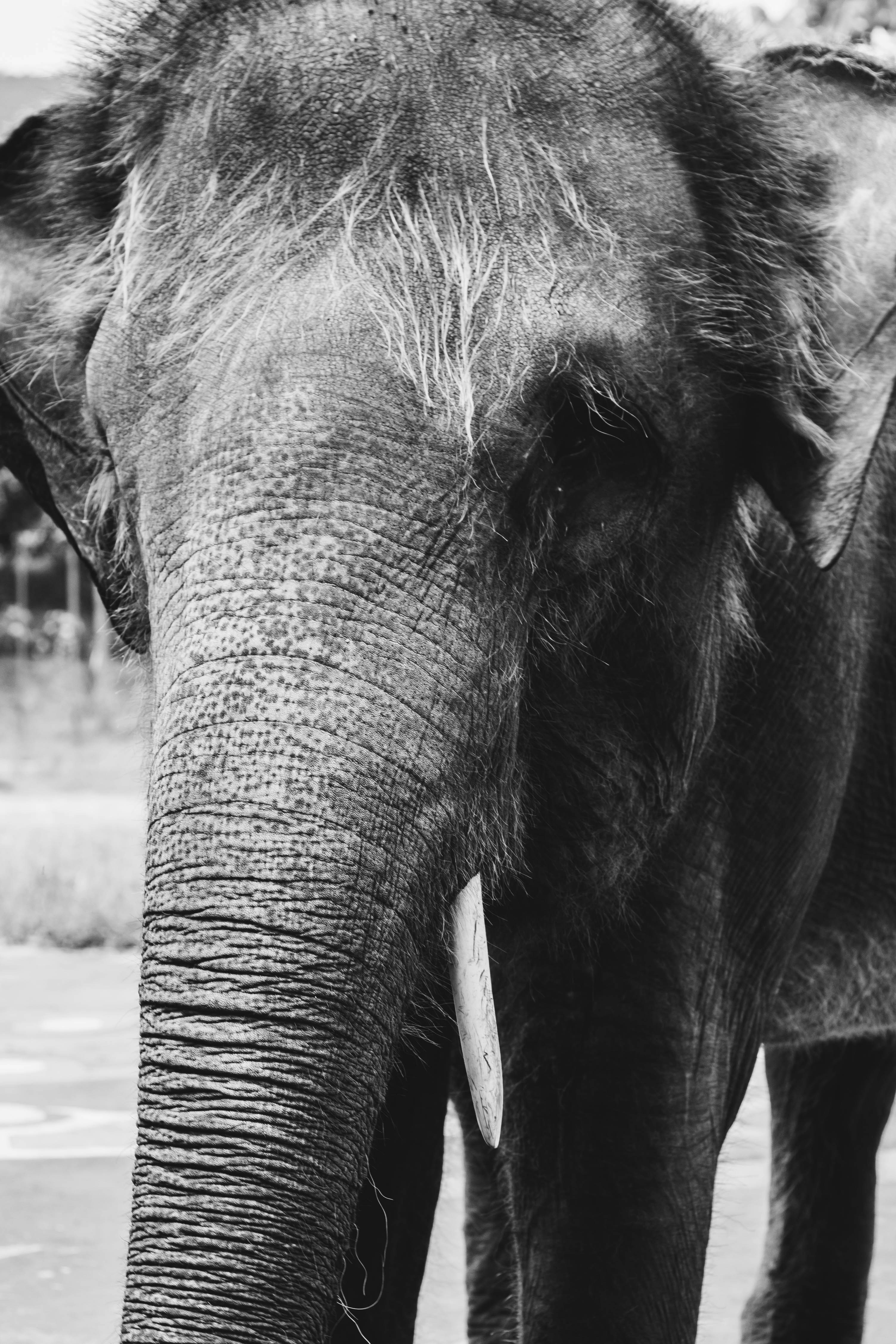 foto close-up gajah