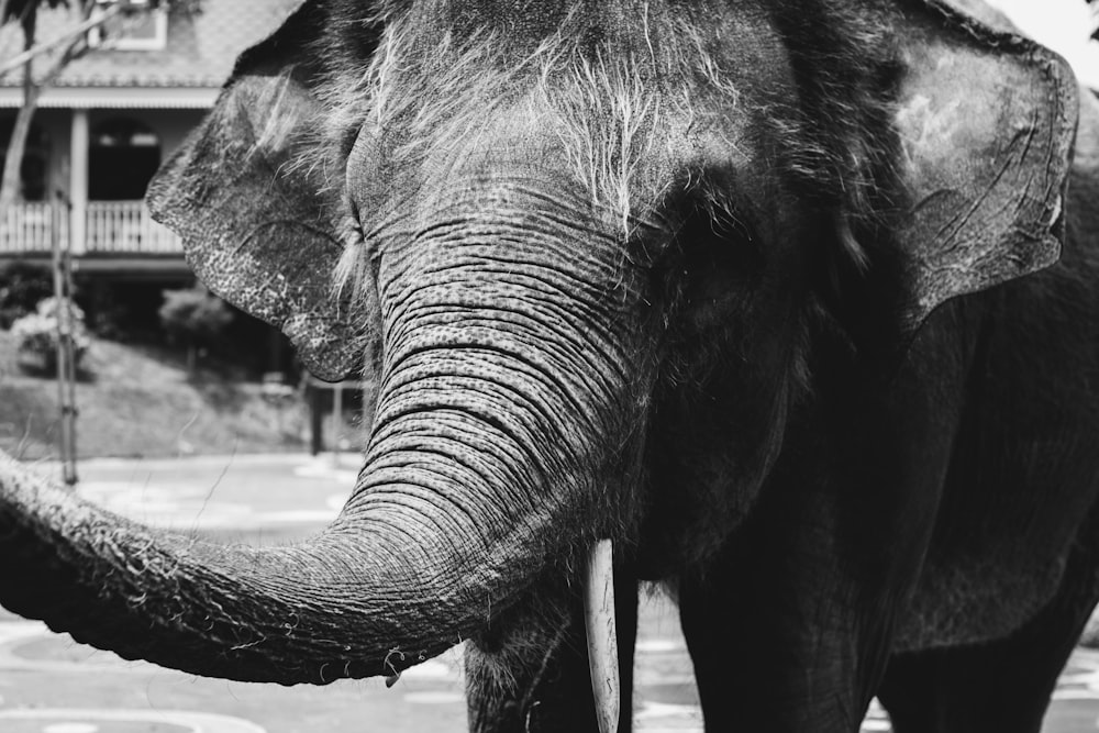 grayscale photo of elephant