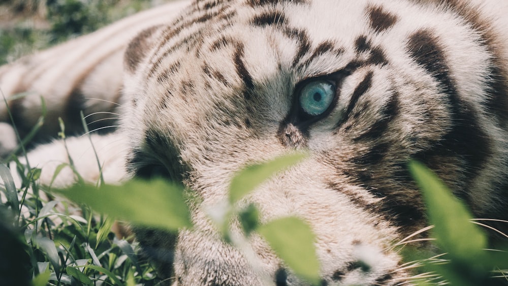 white tiger on focus photography