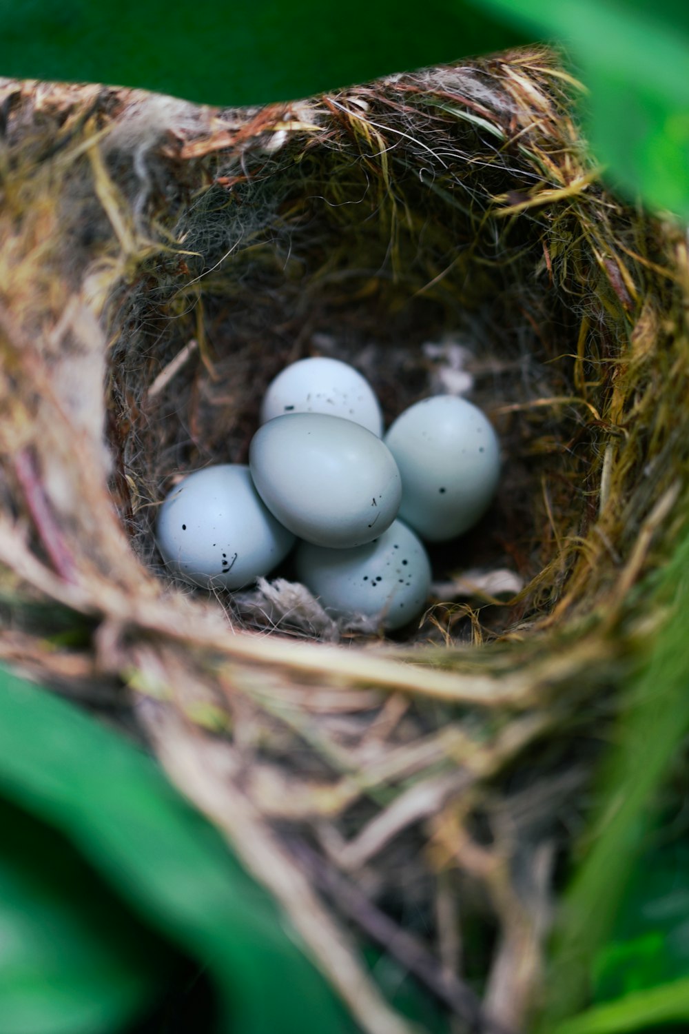 Photographie sélective de cinq œufs d’oiseaux dans un nid