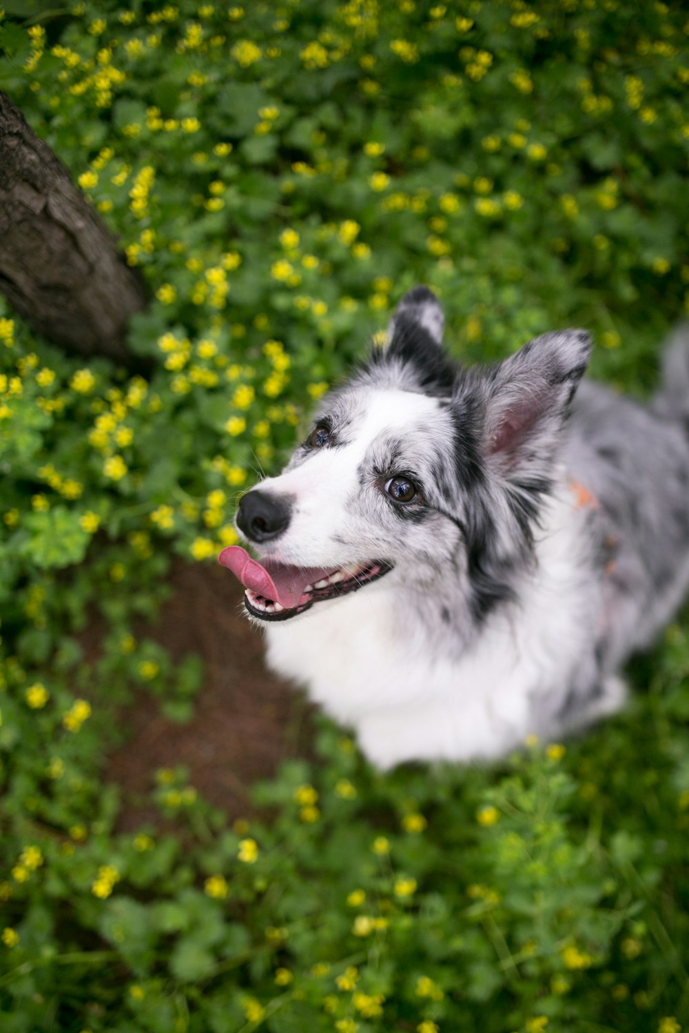 gray and white medium coated dog sitting and looking oup