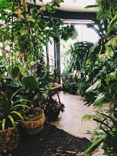 A bright, sunlit room filled with a variety of lush green plants in decorative pots.