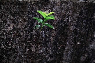 Close-up of fresh green plants against a charcoal wall, symbolizing health and restoration.