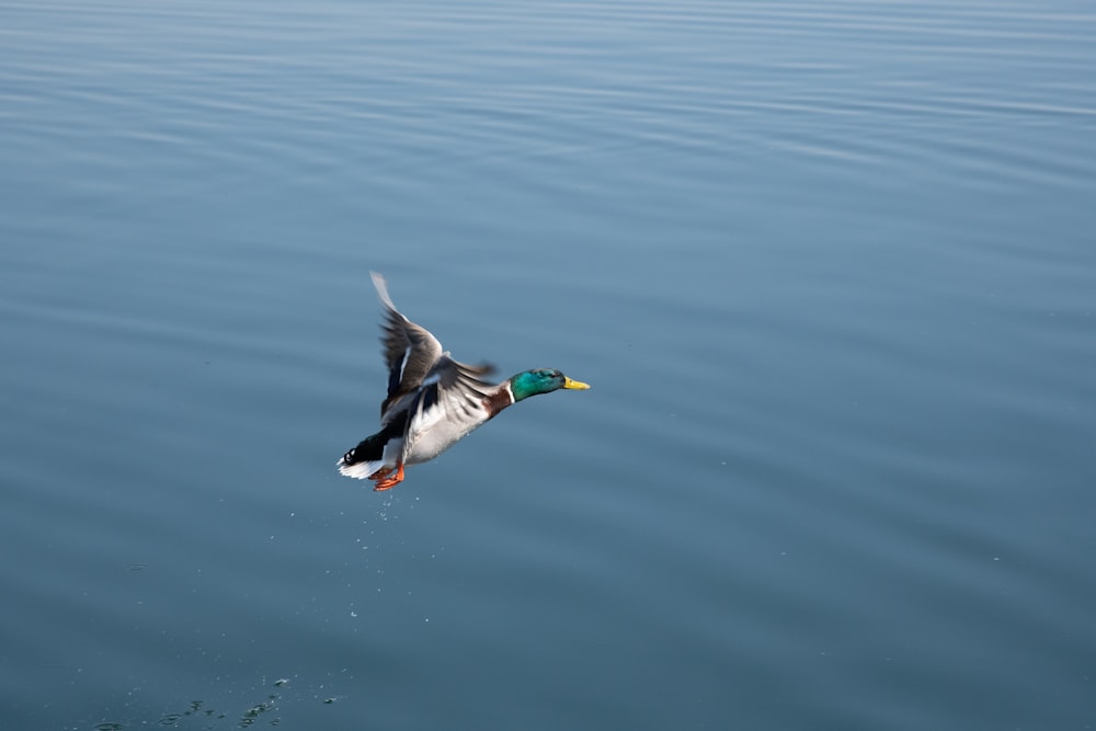 male mallard duck flying
