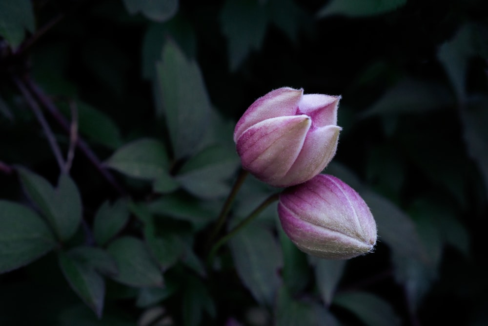 pink flowers buds