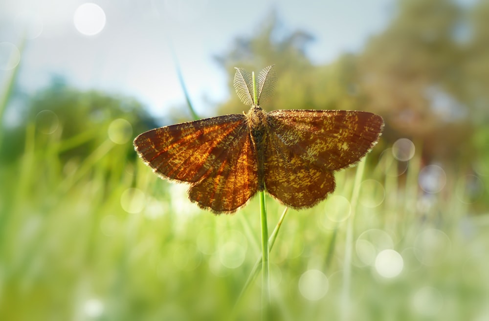 butterfly on grass