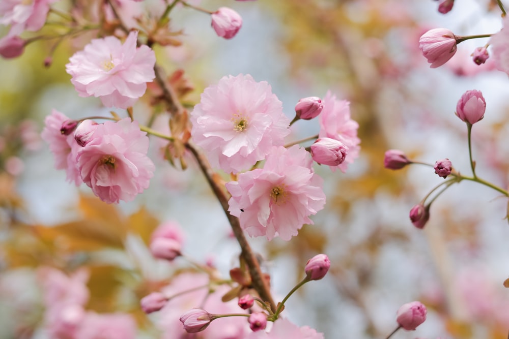 pink petaled flower lot close-up photography