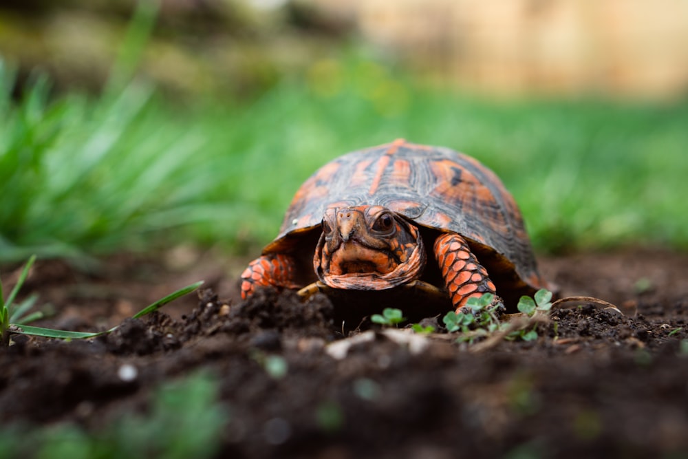 tortue orange et noire sur le sol