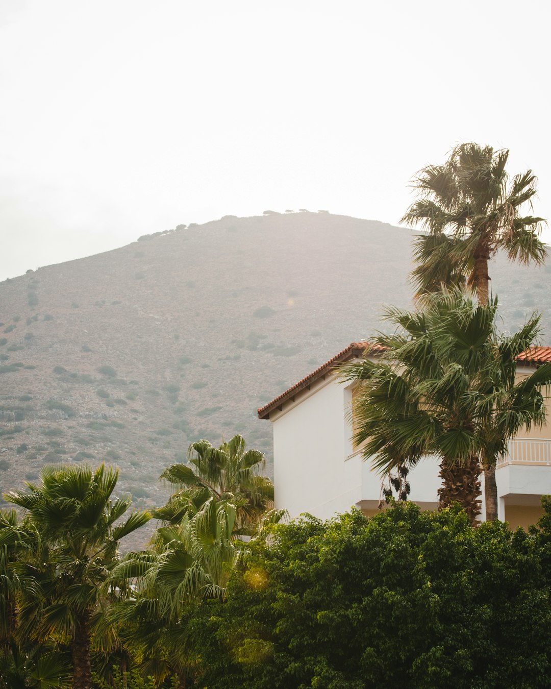 sago palm tree near house