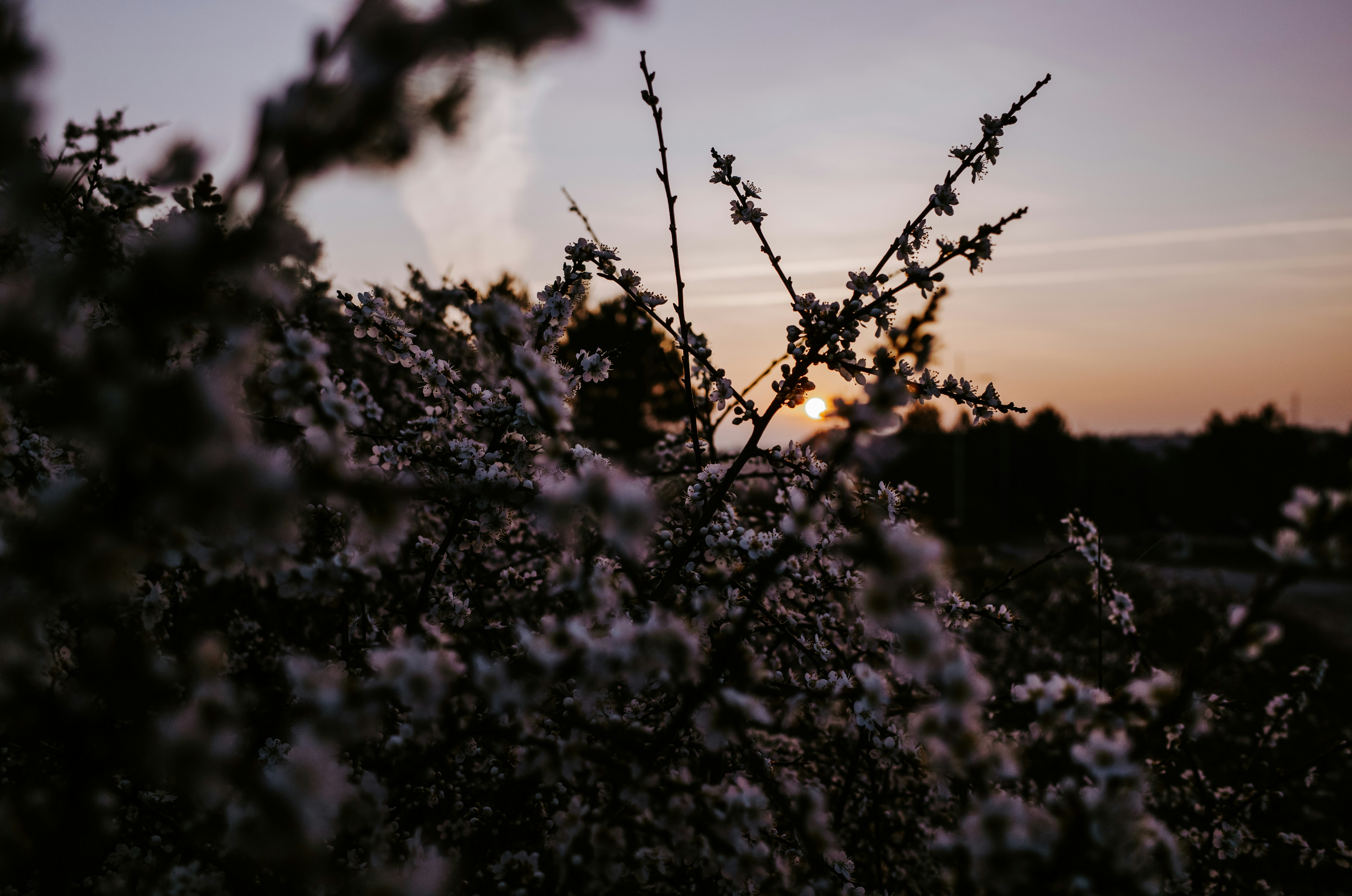 pink cherry blossom during golden hour