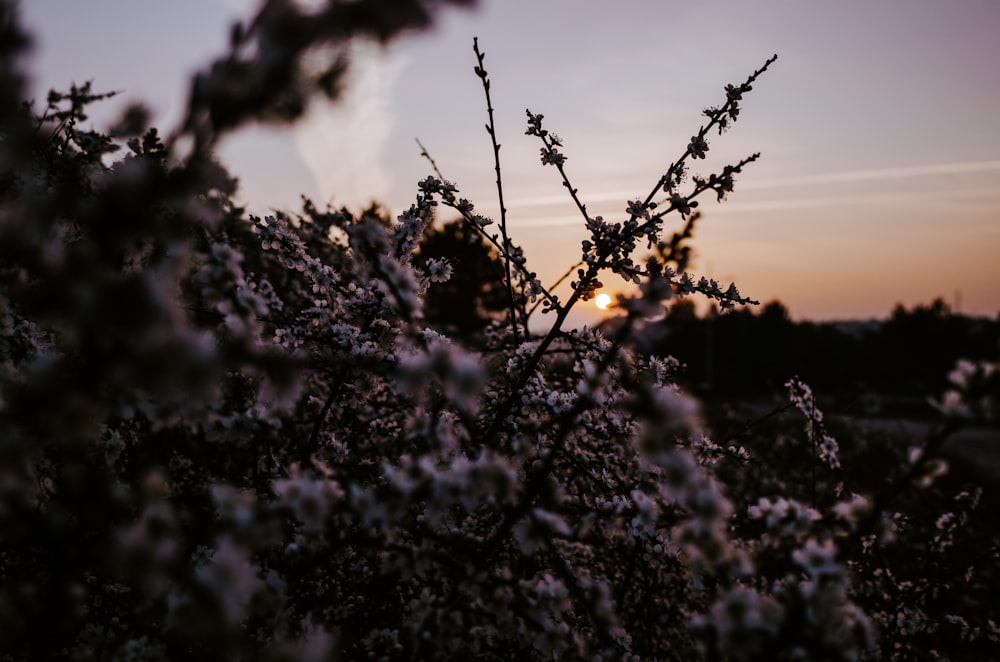 pink cherry blossom during golden hour