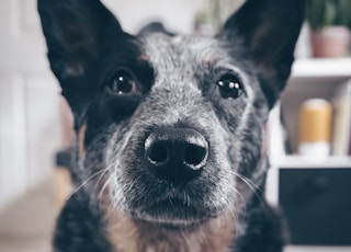 long-coated black and brown dog