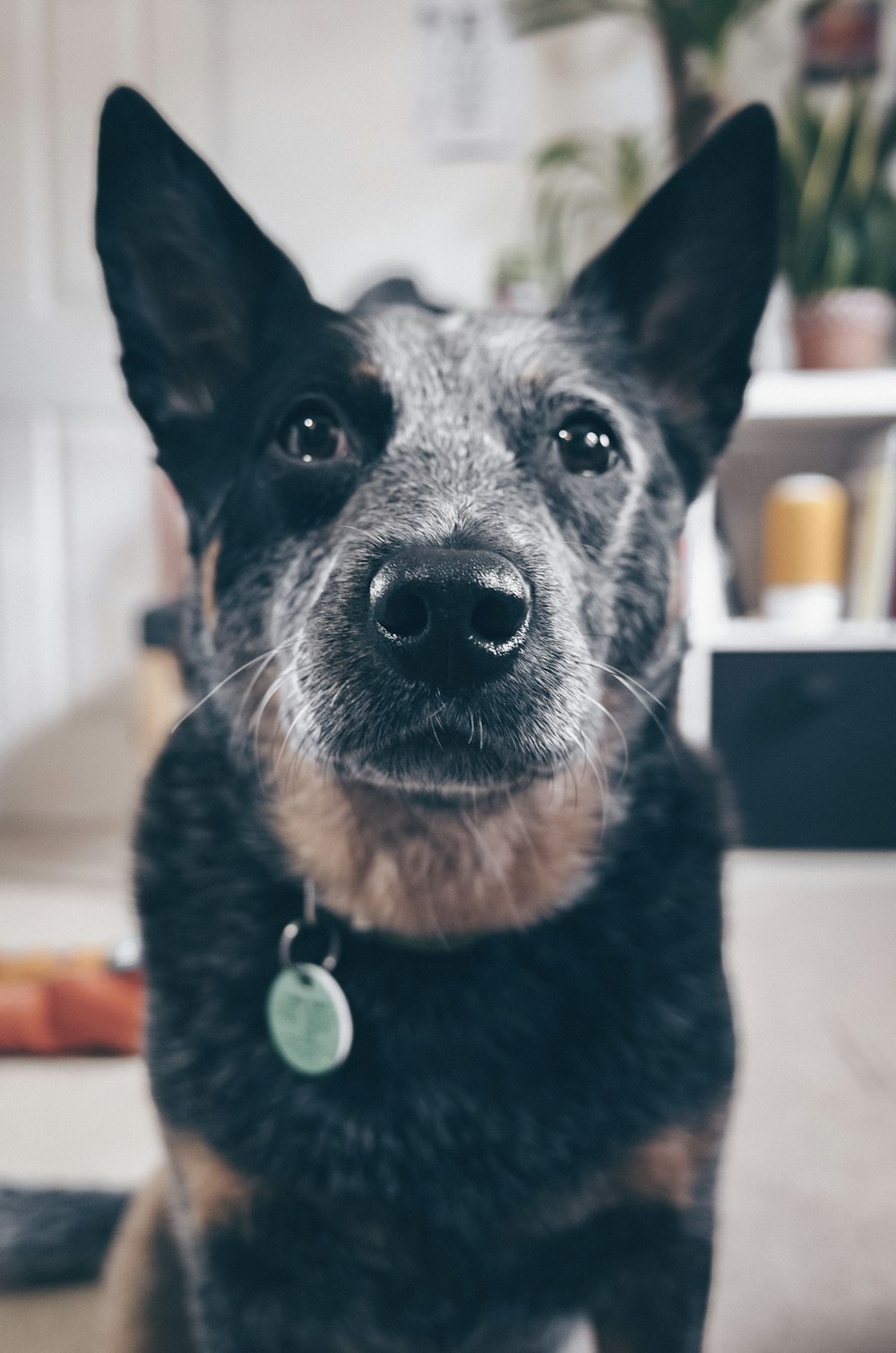 long-coated black and brown dog