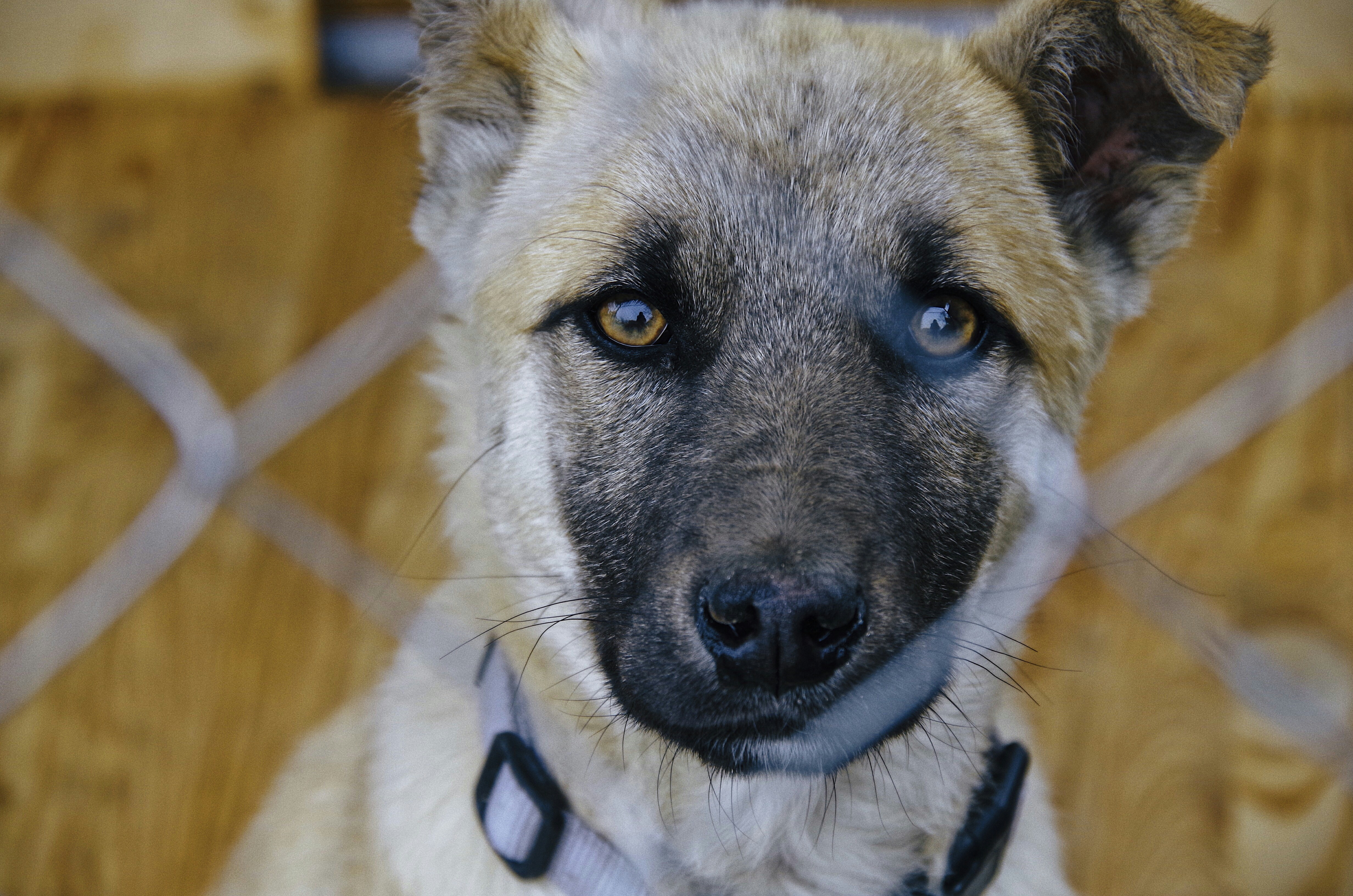 Discovering Unique Dog Breeds You’ve Never Heard Of