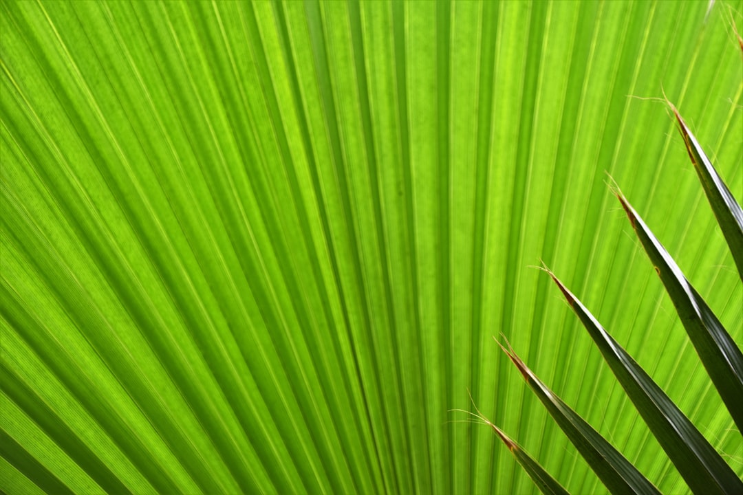 green fan palm plant leaf