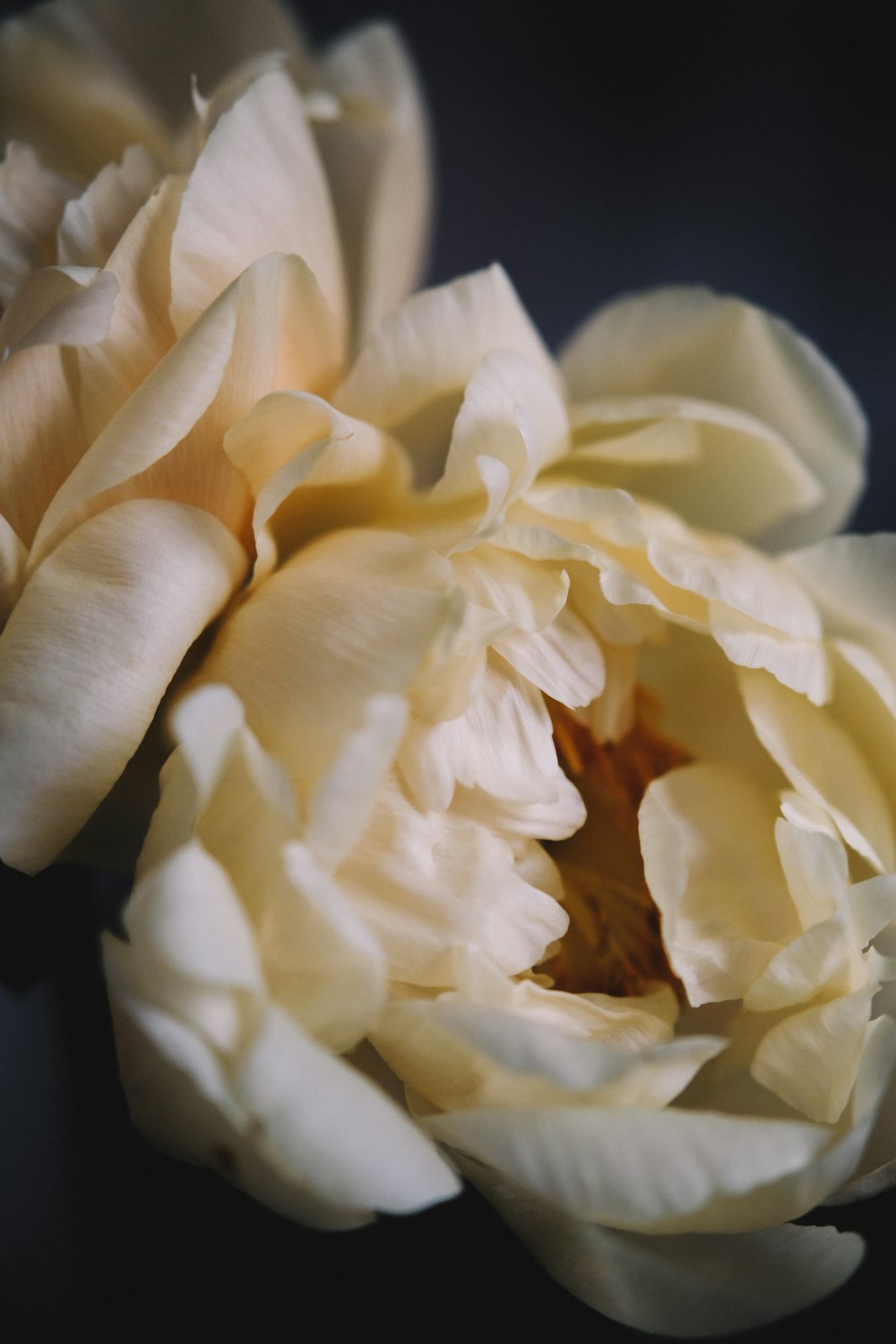 white rose flower