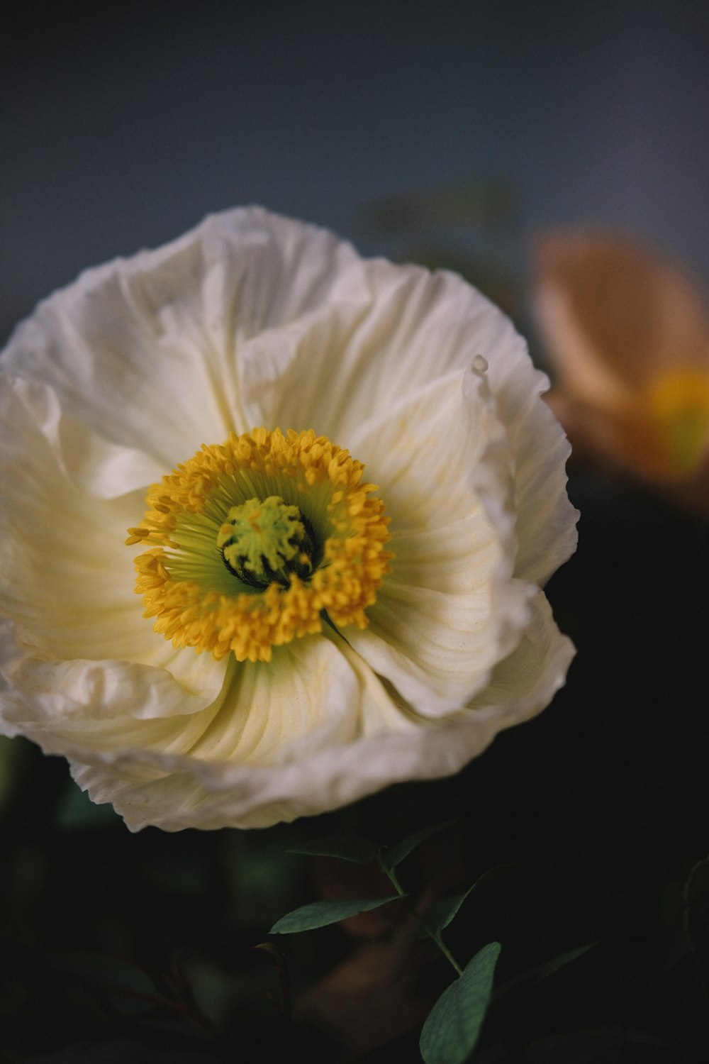 white flower in bloom