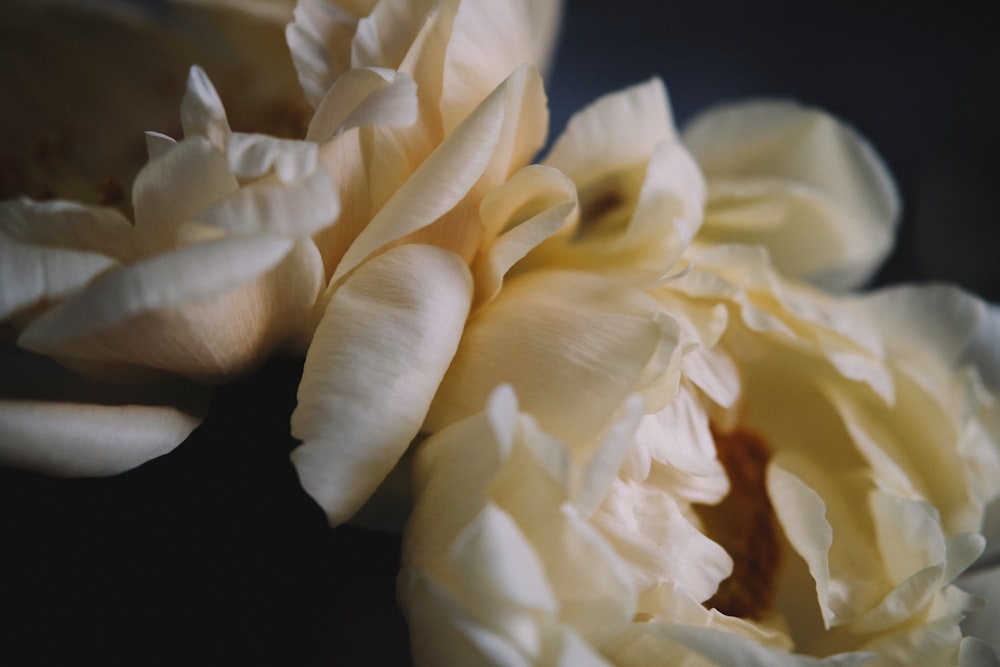 yellow-petaled flower