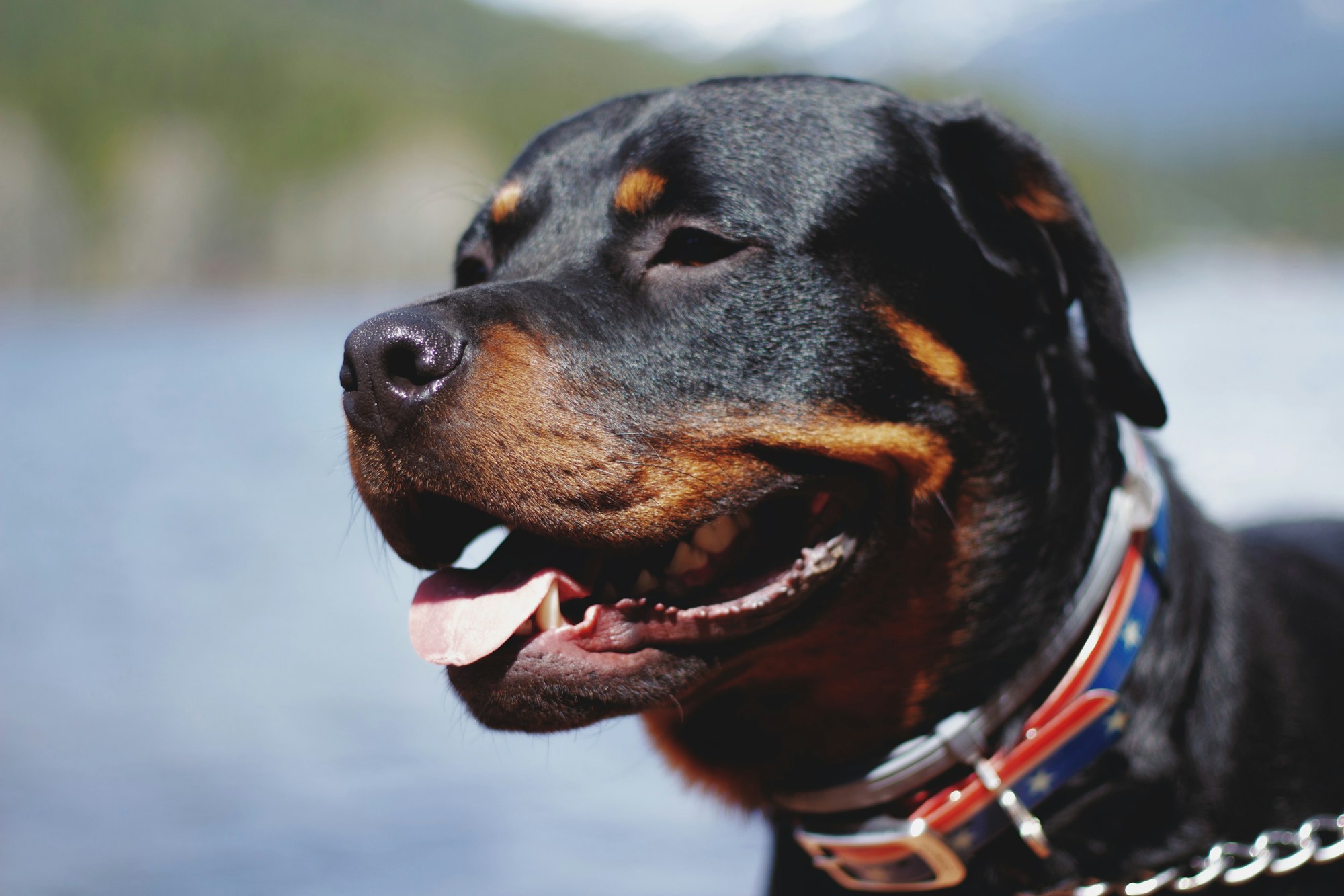 adult tan and black Rottweilfer face