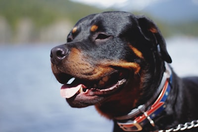 adult tan and black rottweilfer face doggo zoom background