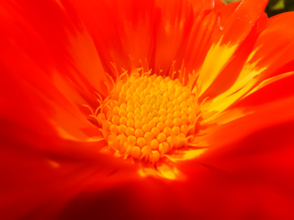 micro-fotografia di un fiore dai petali rossi