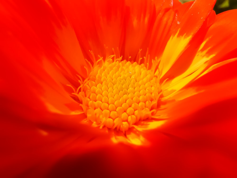 Microfotografía de flor de pétalos rojos