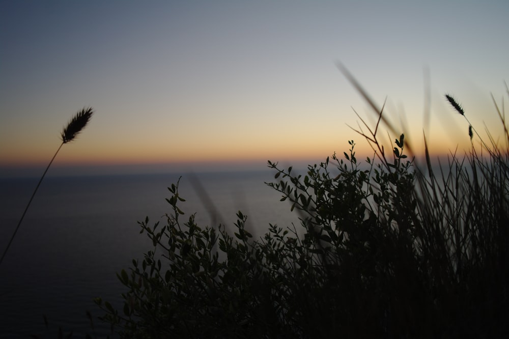 silhouette of grass