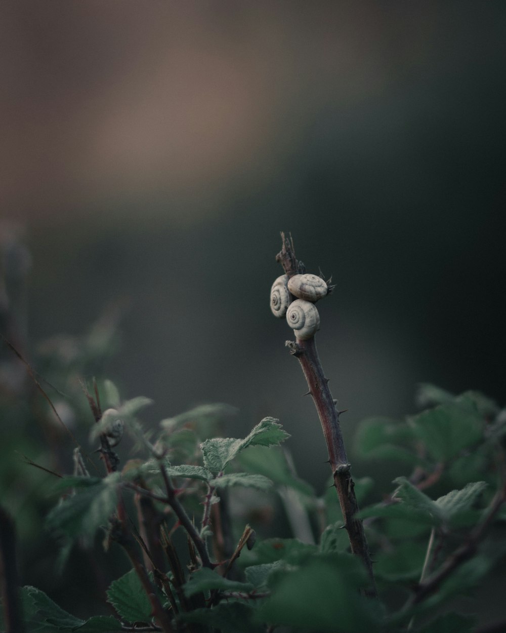 close-up photography of snail on plant branch