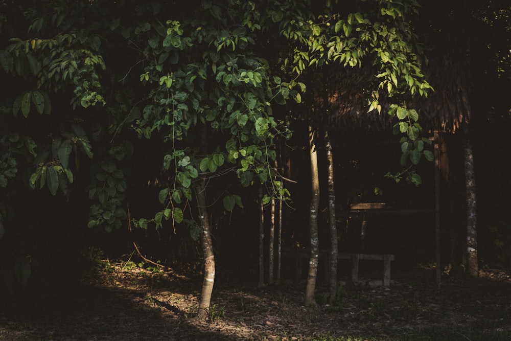 green-leafed tree