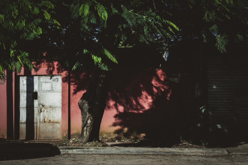 closed gate near green-leafed tree