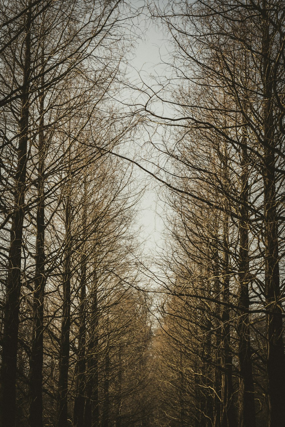 brown trees