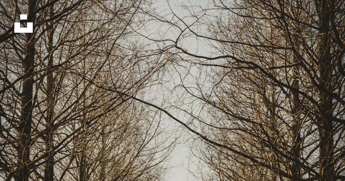 Brown trees photo – Free Wallpaper Image on Unsplash