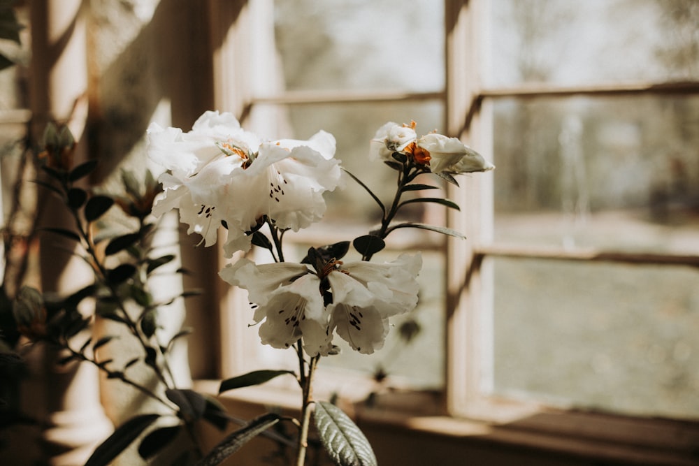 white petaled flowers