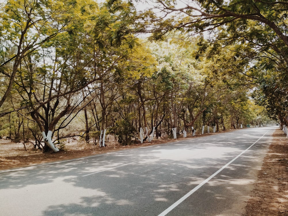 green trees during daytime