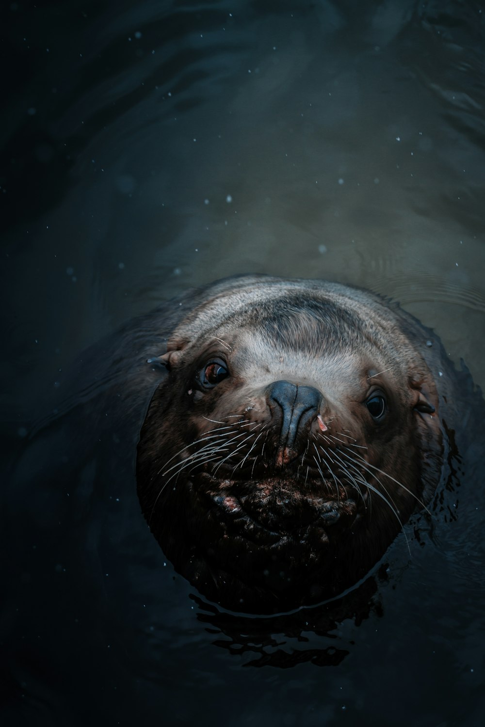 gray animal on water