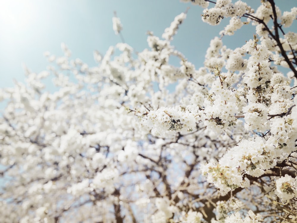 selective focus photography of white cherry blossoms