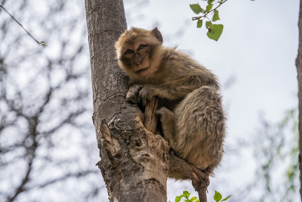 mono marrón en el árbol