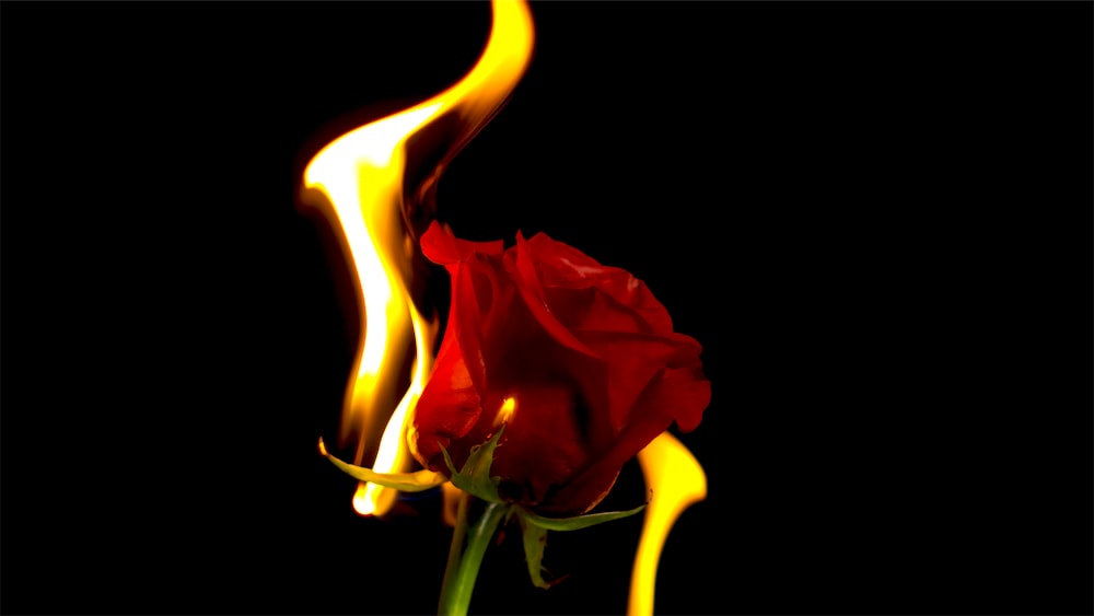 Flor de rosa roja con fuego