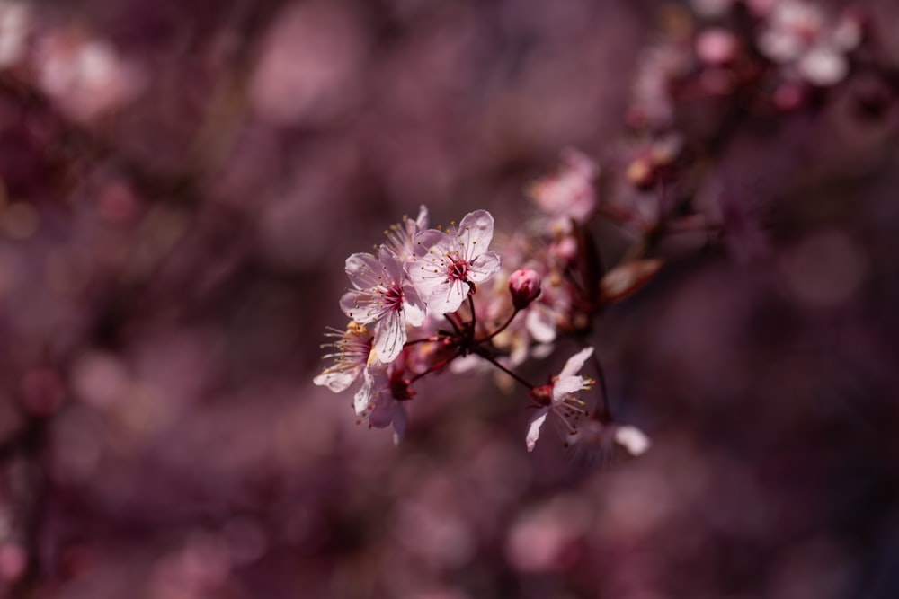 selective focus photography of white-petaled flowers