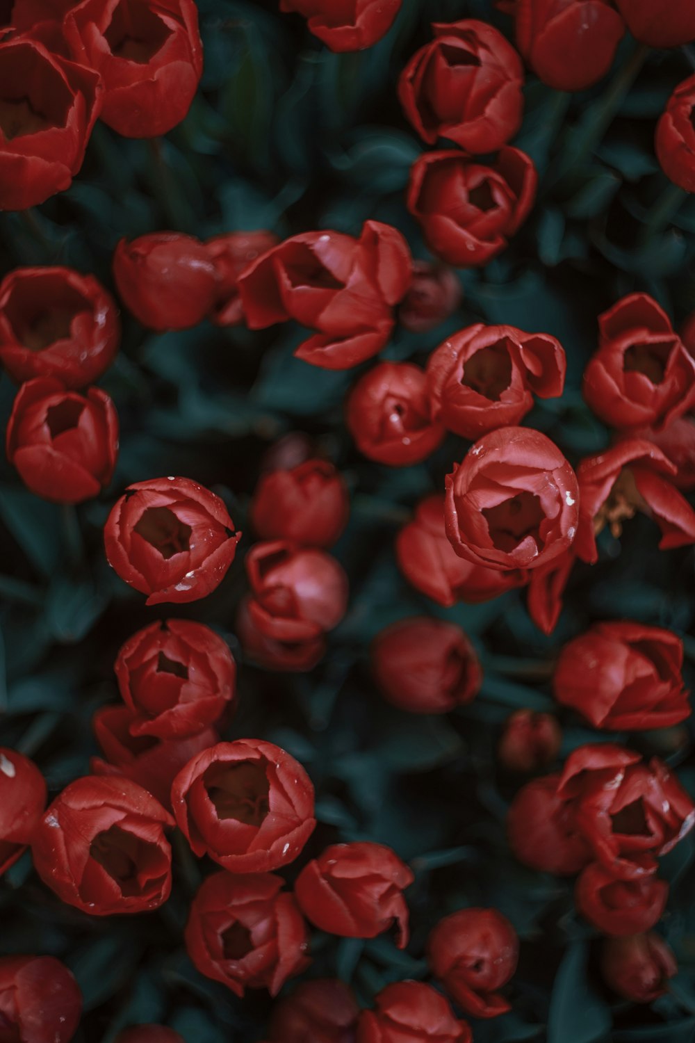 red rose flower bouquet